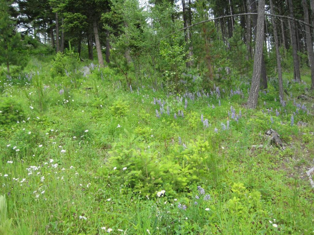 Wild Nature B&B Келоуна Екстериор снимка