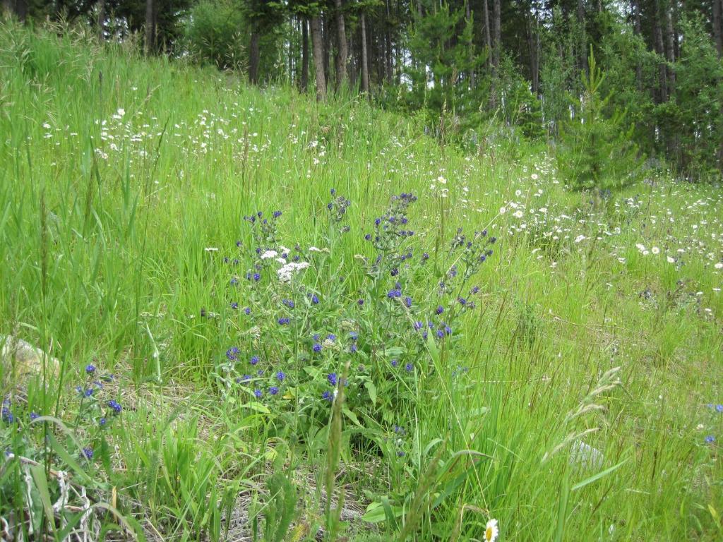 Wild Nature B&B Келоуна Екстериор снимка